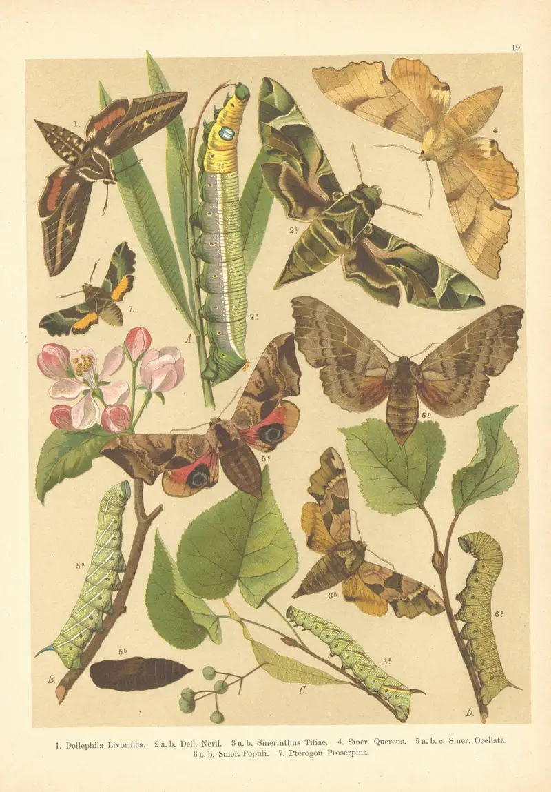 Atlas motýlů střední Evropy Pl.20 av Jan John
