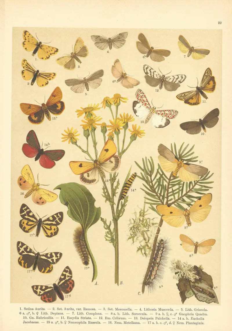 Atlas motýlů střední Evropy Pl.23 av Jan John