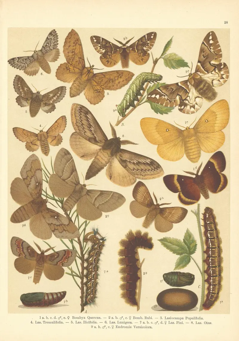 Atlas motýlů střední Evropy Pl.29 av Jan John