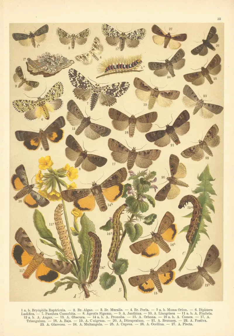 Atlas motýlů střední Evropy Pl.34 av Jan John