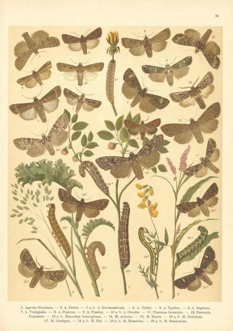 Atlas der Schmetterlinge Mitteleuropas, Tafel 35 von Jan John