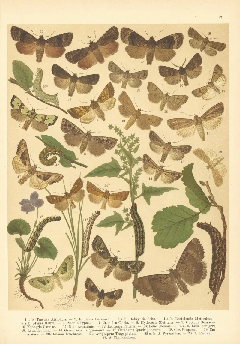 Atlas motýlů střední Evropy Pl.38 av Jan John