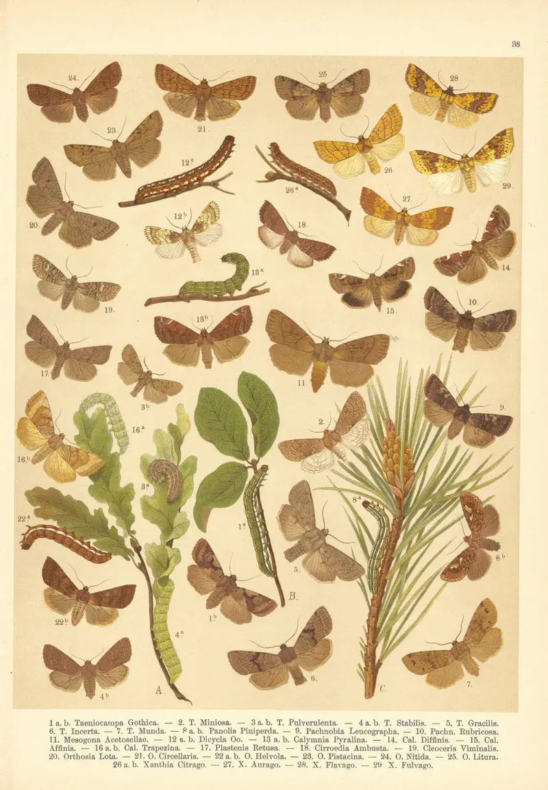 Atlas motýlů střední Evropy Pl.39 av Jan John
