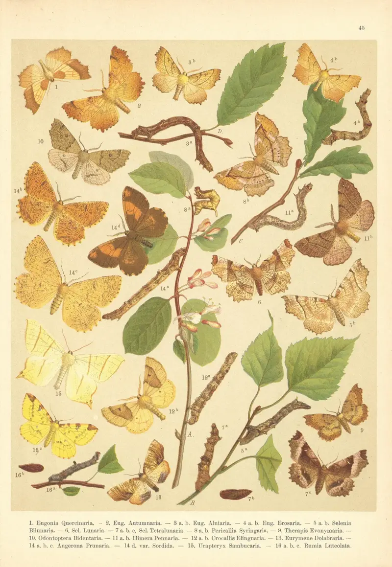 Atlas motýlů střední Evropy Pl.46 av Jan John
