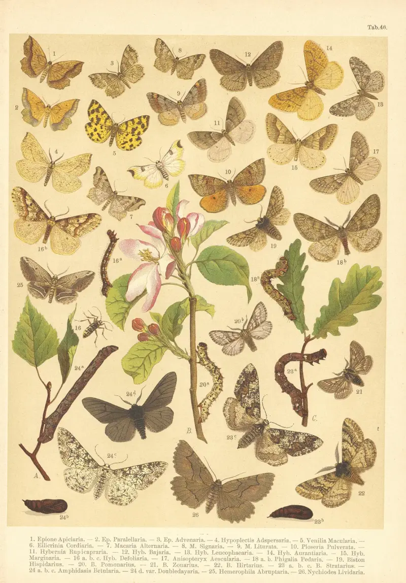 Atlas motýlů střední Evropy Pl.47 av Jan John