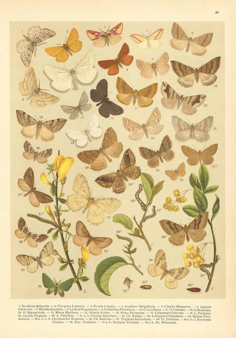 Atlas motýlů střední Evropy Pl.49 av Jan John