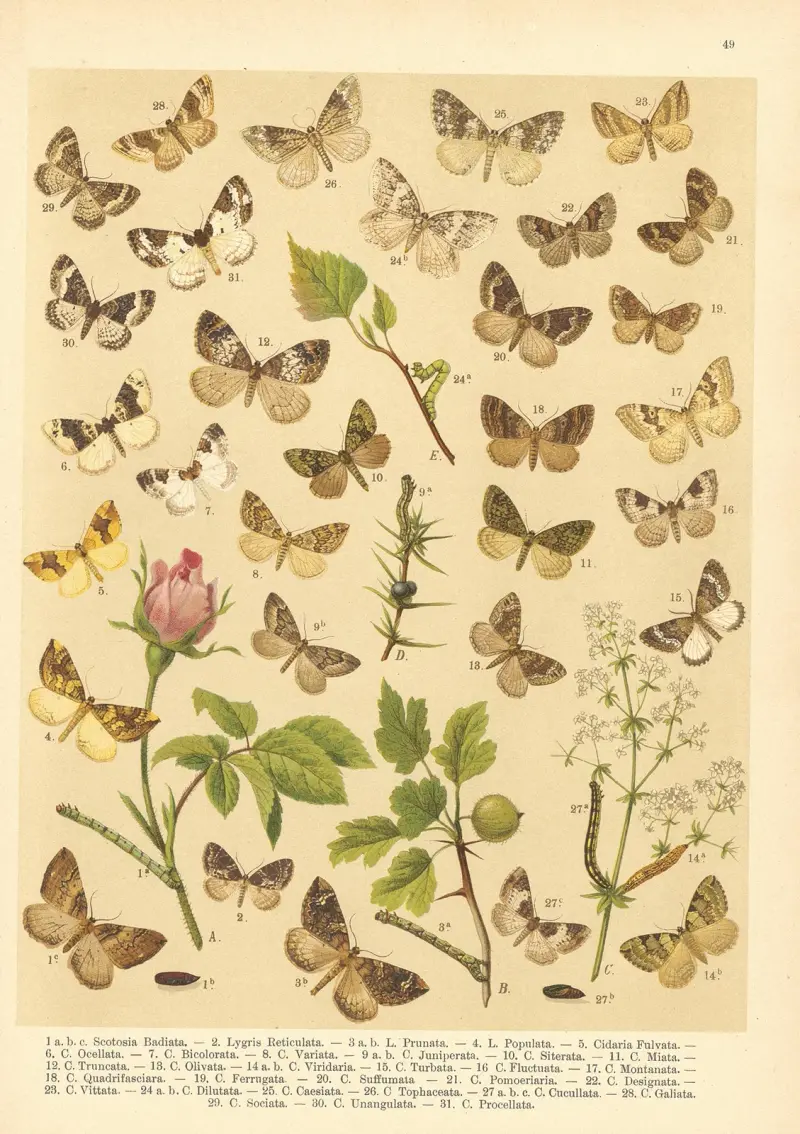 Atlas motýlů střední Evropy Pl.50 av Jan John