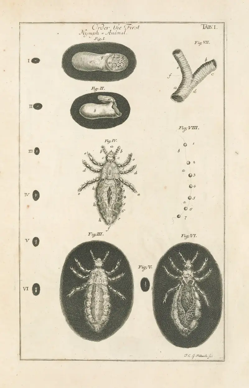 Księga natury, czyli historia owadów Pl.01, Jan Swammerdam