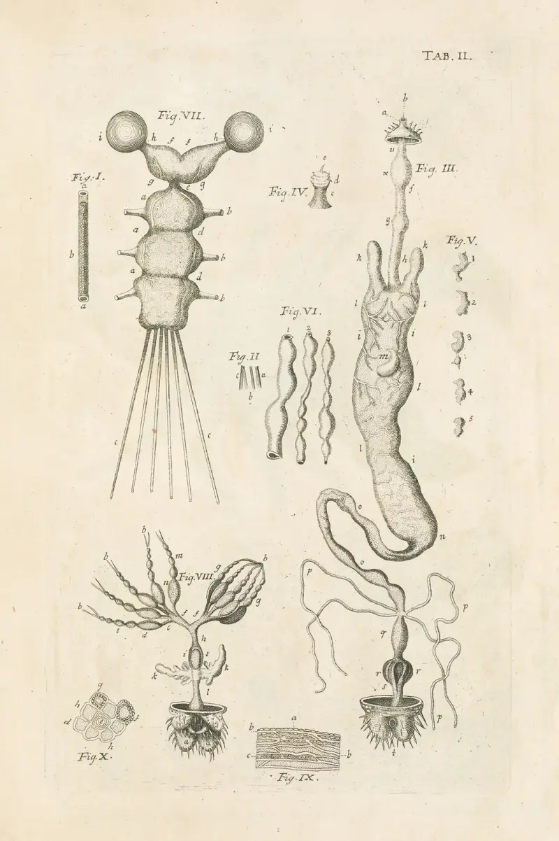 The book of nature, or, The history of insects Pl.02 av Jan Swammerdam