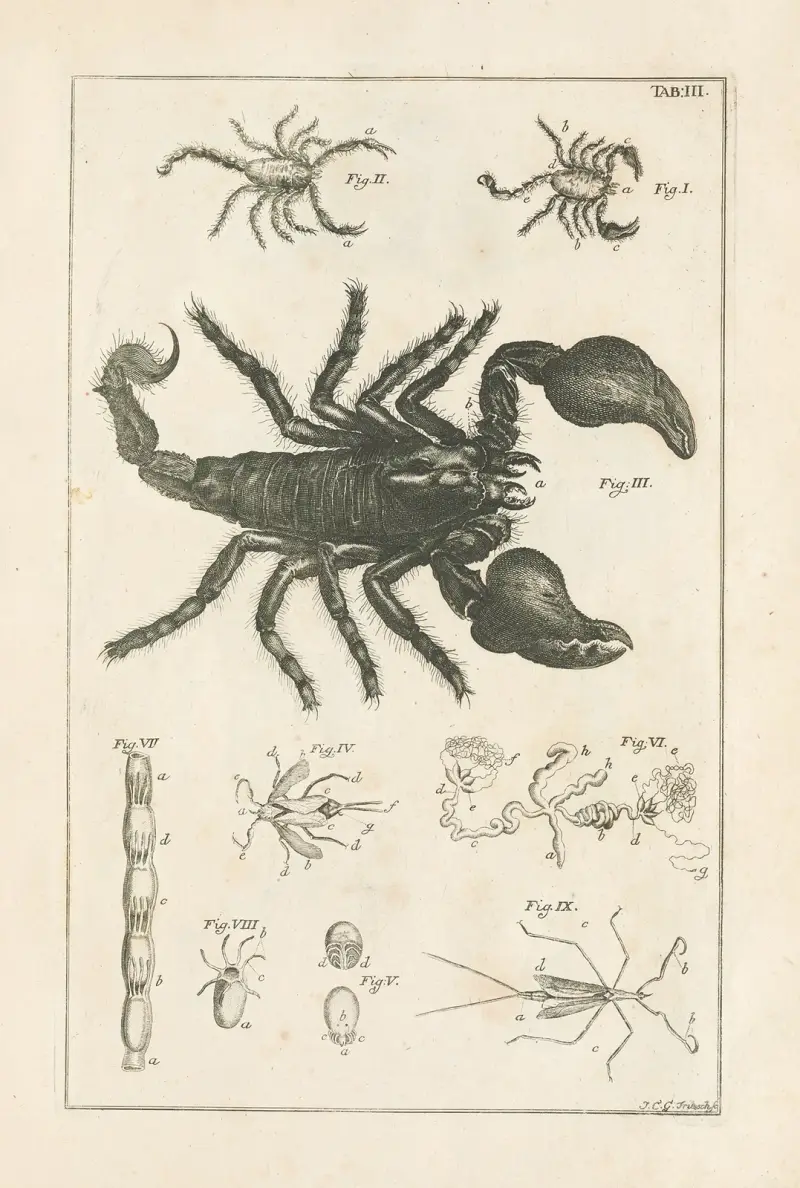 The book of nature, or, The history of insects Pl.03 av Jan Swammerdam