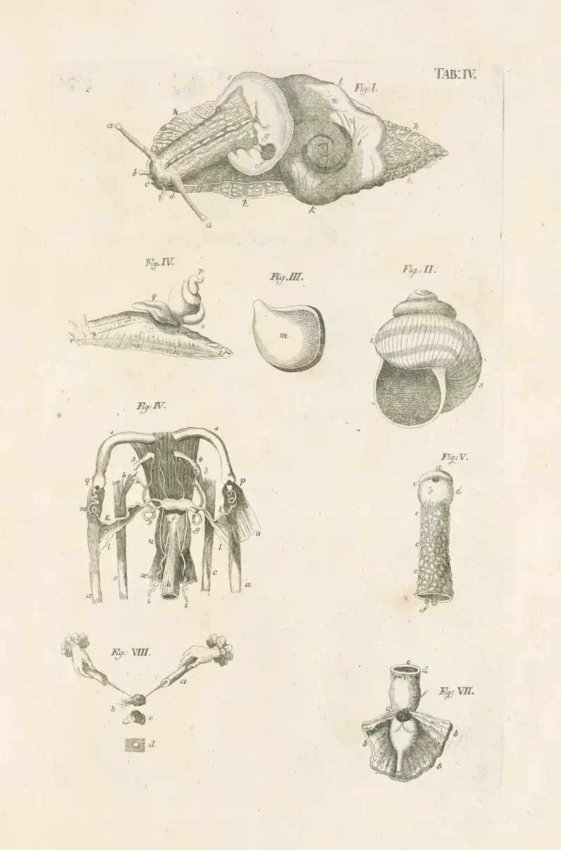 The book of nature, or, The history of insects Pl.04 av Jan Swammerdam
