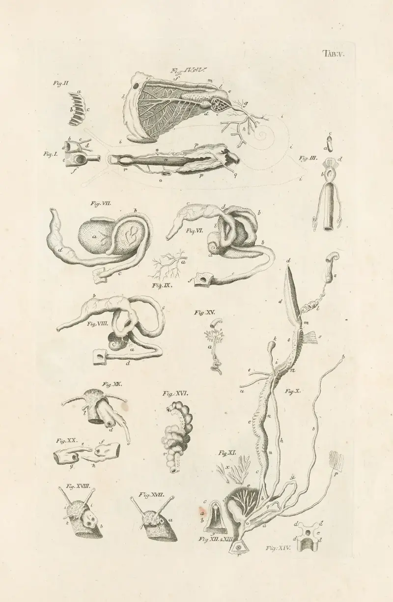The book of nature, or, The history of insects Pl.05 av Jan Swammerdam