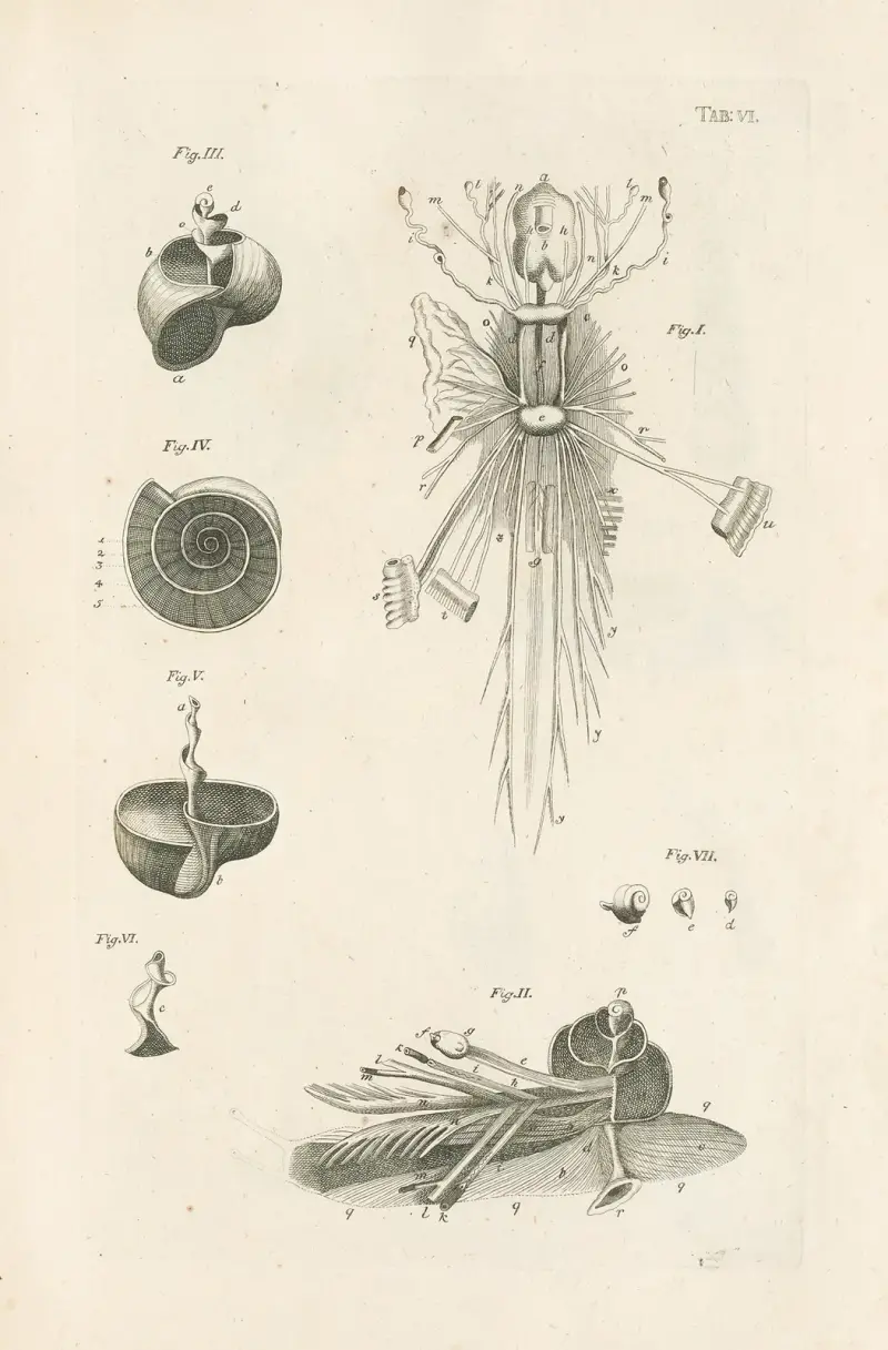 Das Buch der Natur, oder, Die Geschichte der Insekten Taf. 06 von Jan Swammerdam