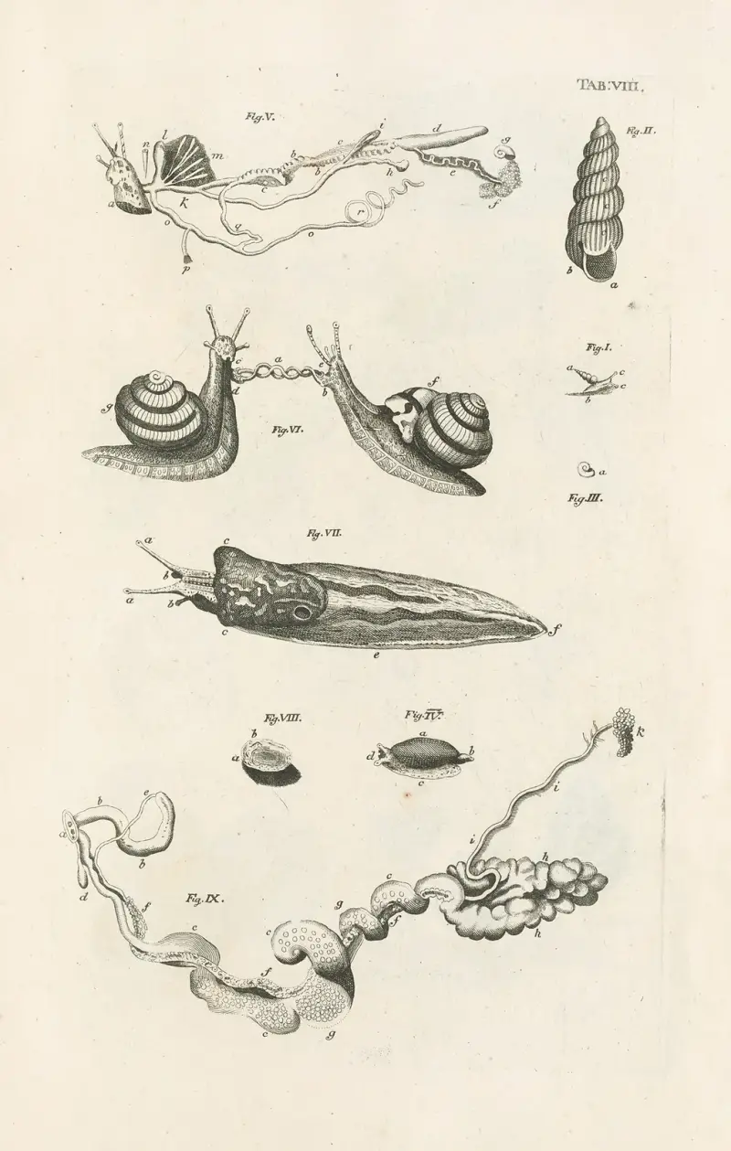 The book of nature, or, The history of insects Pl.08 av Jan Swammerdam