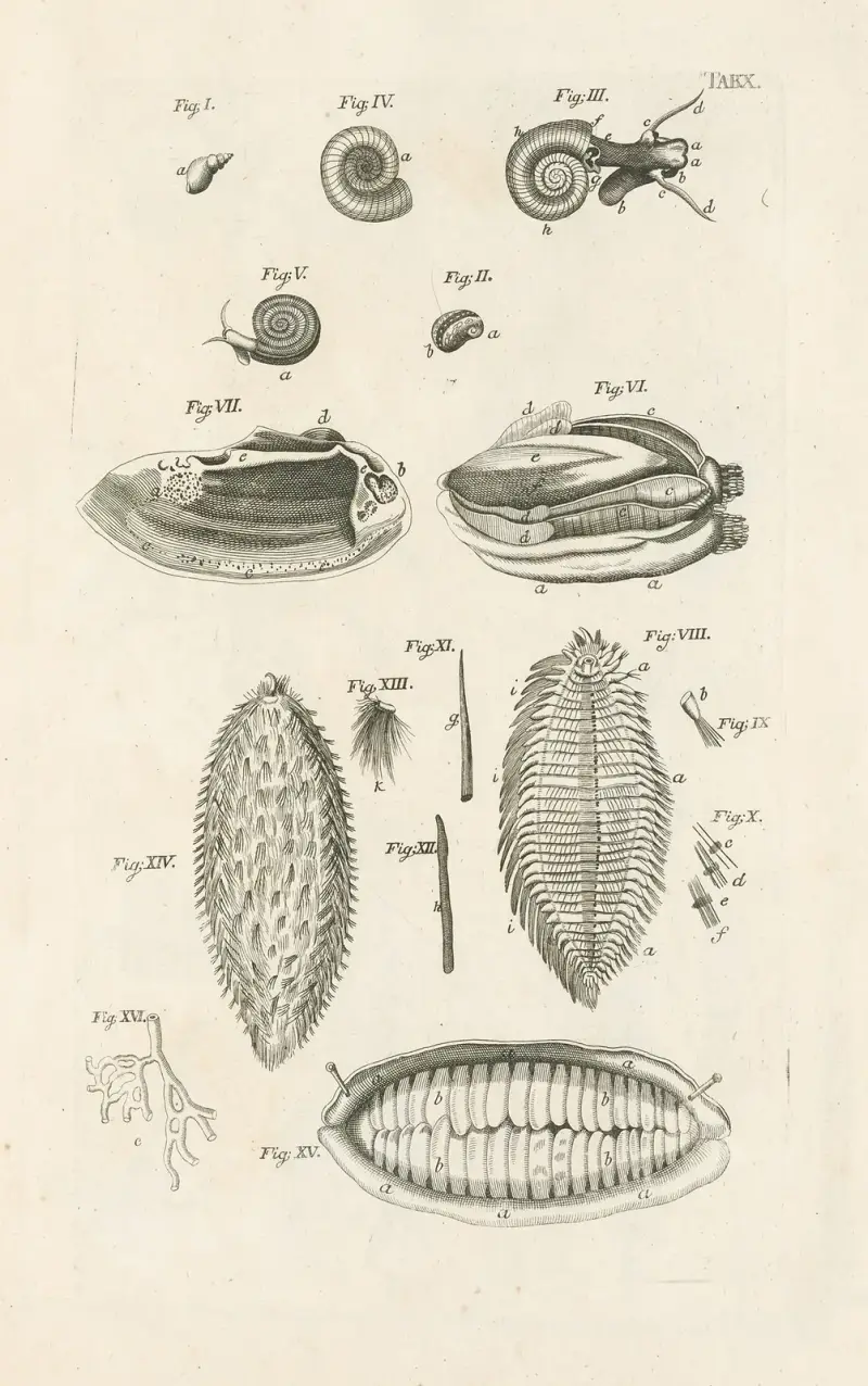 Das Buch der Natur, oder, Die Geschichte der Insekten Taf. 10 von Jan Swammerdam