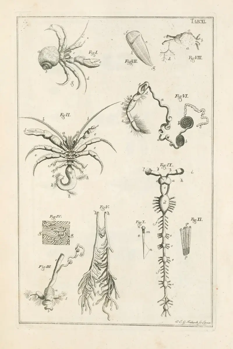 The book of nature, or, The history of insects Pl.11 av Jan Swammerdam