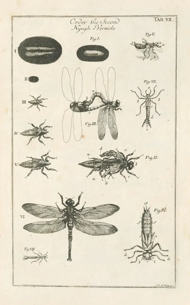 Das Buch der Natur, oder, Die Geschichte der Insekten Taf. 12 von Jan Swammerdam
