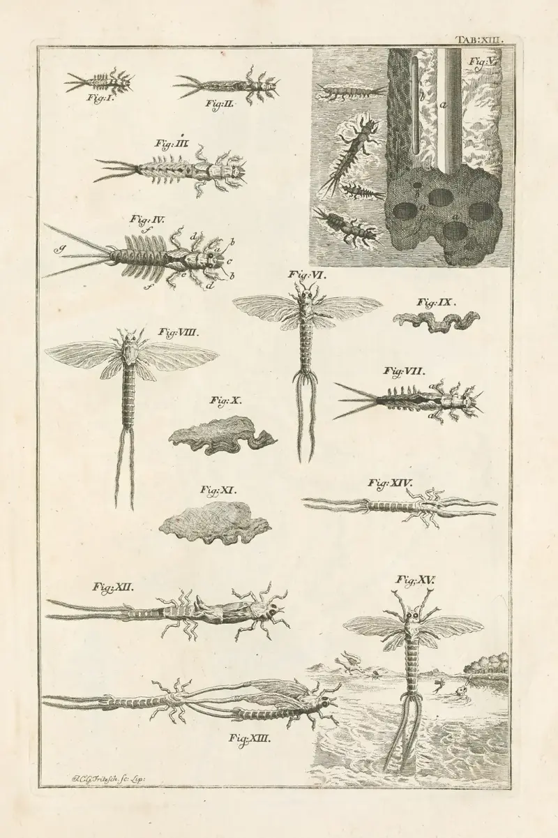 The book of nature, or, The history of insects Pl.13 av Jan Swammerdam