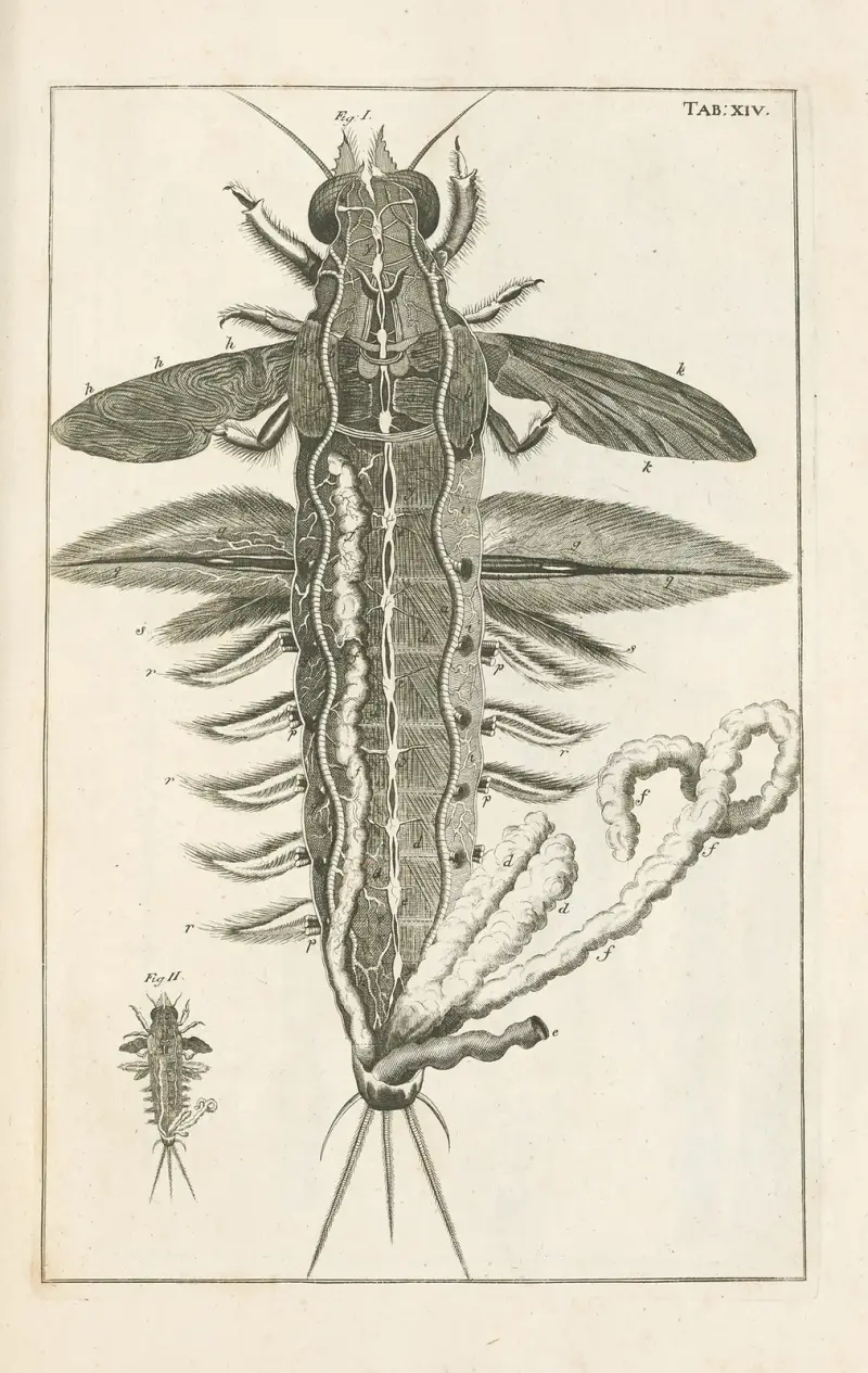 Naturens bok, eller insekternas historia, plansch 14 av Jan Swammerdam