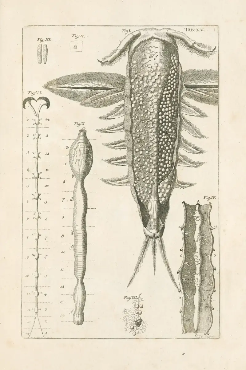 The book of nature, or, The history of insects Pl.15 av Jan Swammerdam