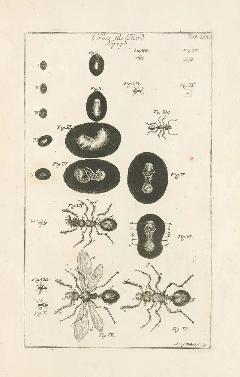 The book of nature, or, The history of insects Pl.16 av Jan Swammerdam