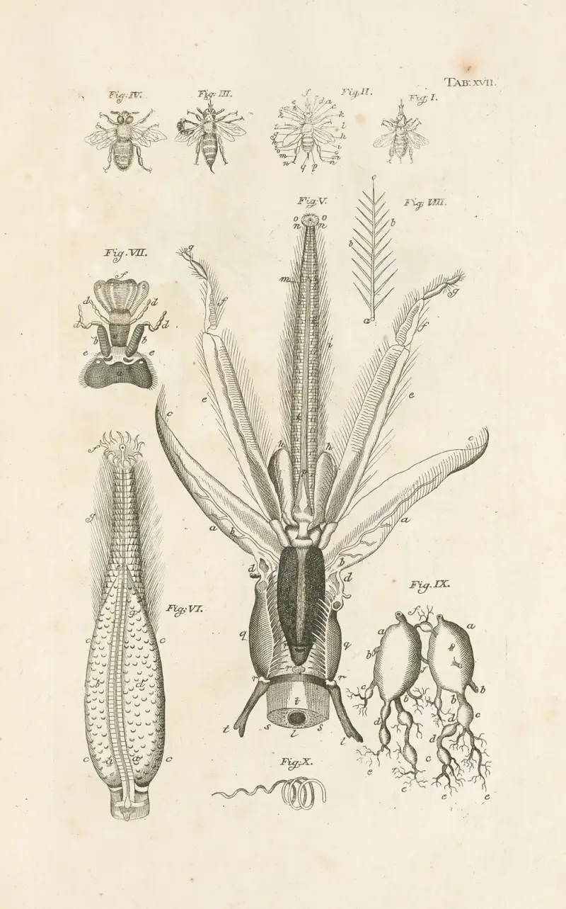 Das Buch der Natur oder Die Geschichte der Insekten Taf. 17 von Jan Swammerdam