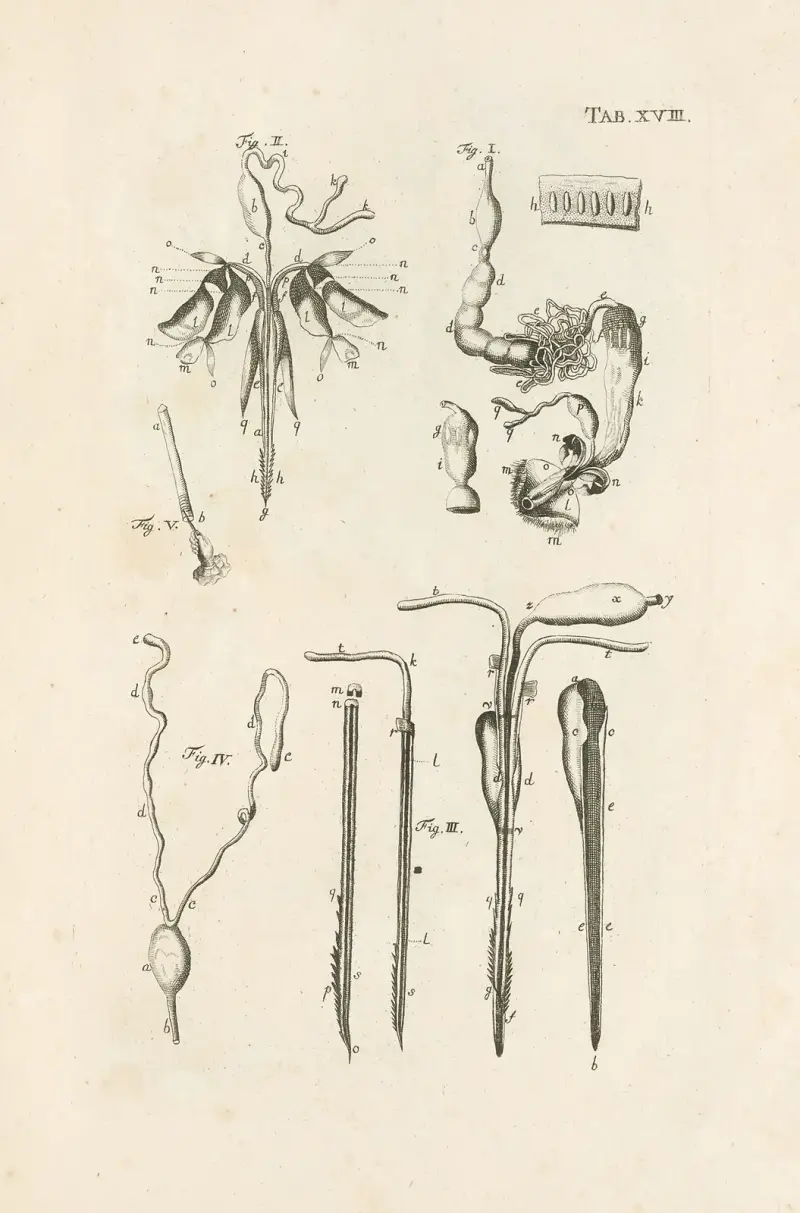 The book of nature, or, The history of insects Pl.18 av Jan Swammerdam