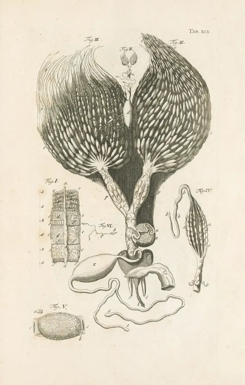 The book of nature, or, The history of insects Pl.19 av Jan Swammerdam