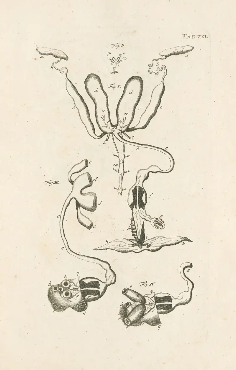 The book of nature, or, The history of insects Pl.21 av Jan Swammerdam