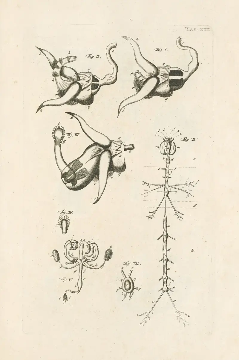 The book of nature, or, The history of insects Pl.22 av Jan Swammerdam