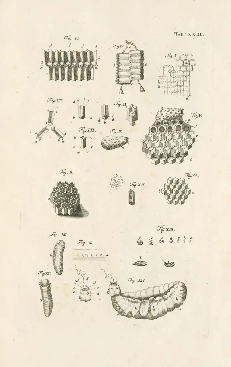 The book of nature, or, The history of insects Pl.23 av Jan Swammerdam