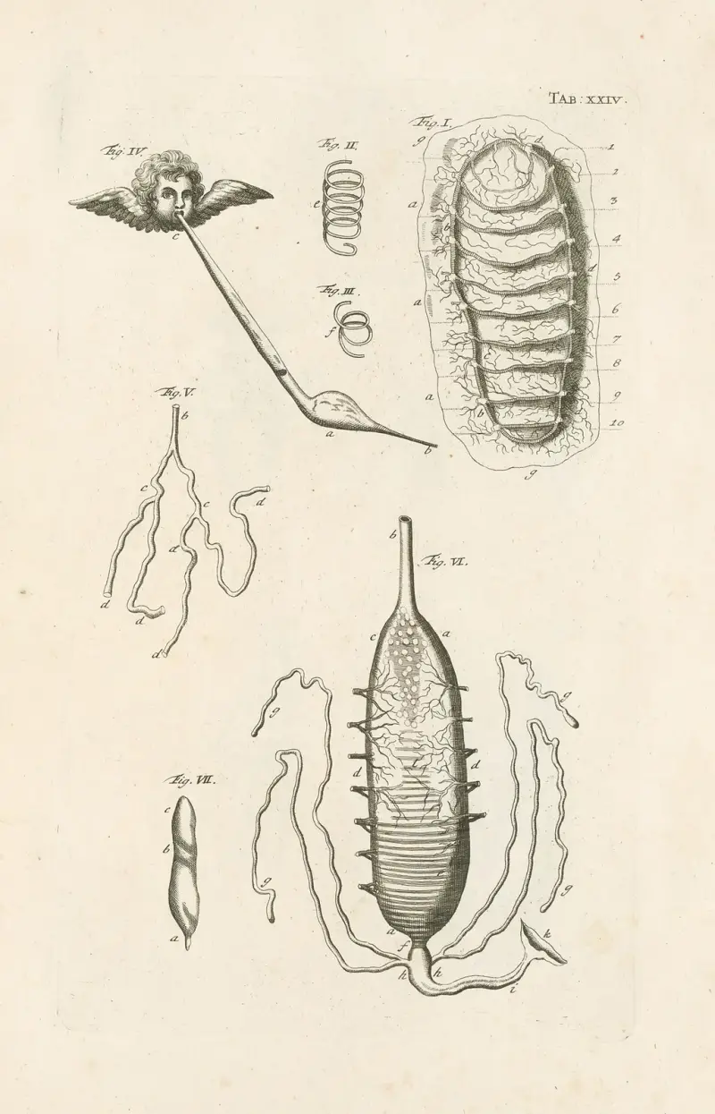 The book of nature, or, The history of insects Pl.24 av Jan Swammerdam