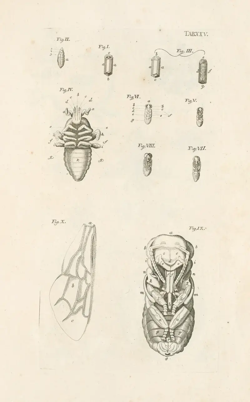 Das Buch der Natur oder Die Geschichte der Insekten Taf. 25 von Jan Swammerdam