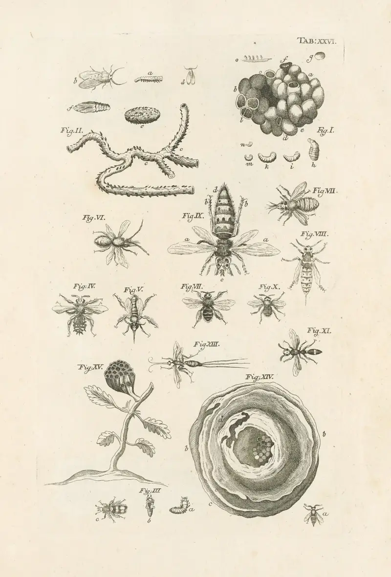 The book of nature, or, The history of insects Pl.26 av Jan Swammerdam
