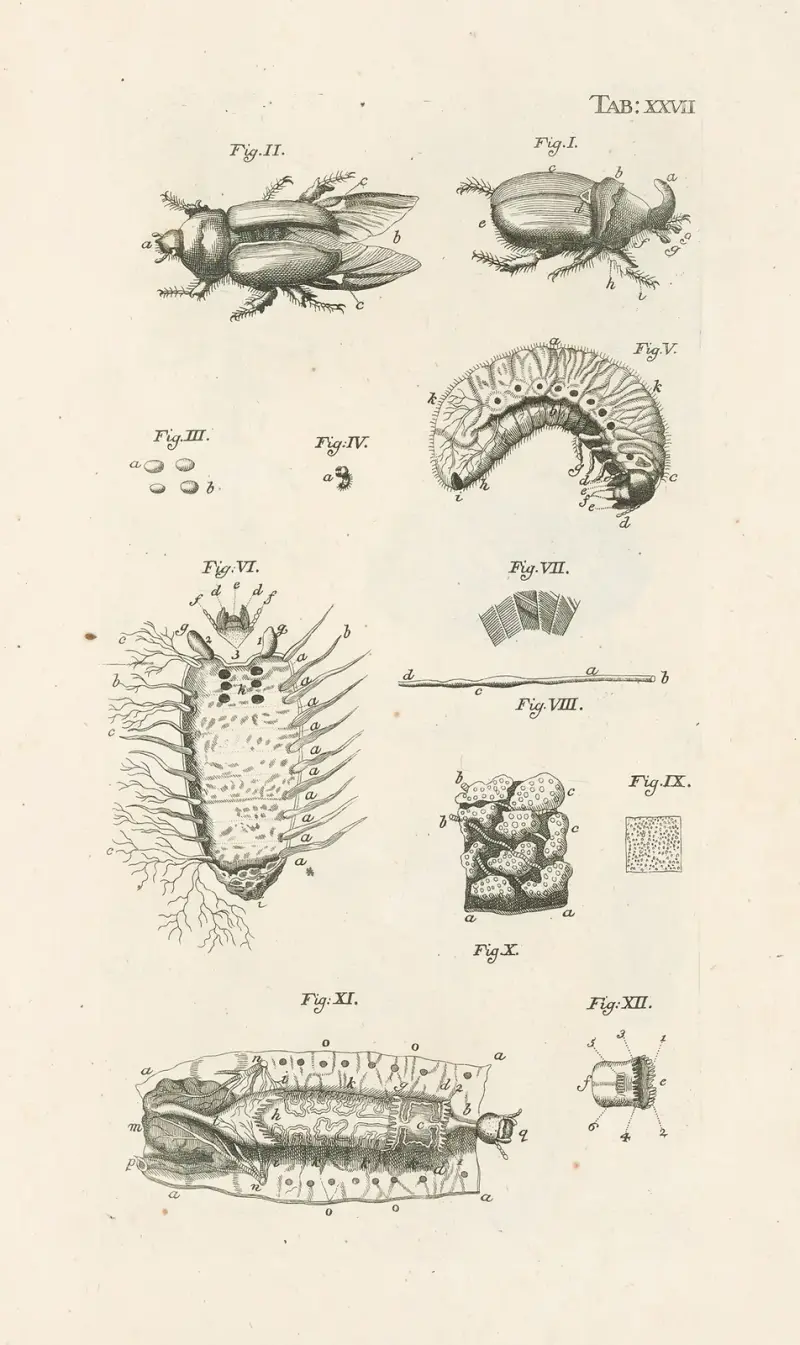 Naturens bok, eller, Insekternas historia Pl.27 av Jan Swammerdam