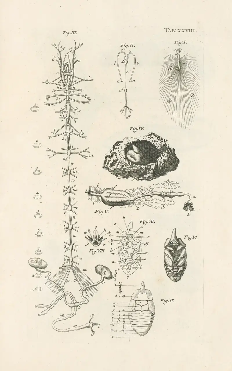 Das Buch der Natur oder die Geschichte der Insekten Tafel 28 von Jan Swammerdam
