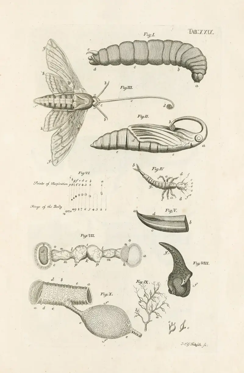 The book of nature, or, The history of insects Pl.29 av Jan Swammerdam