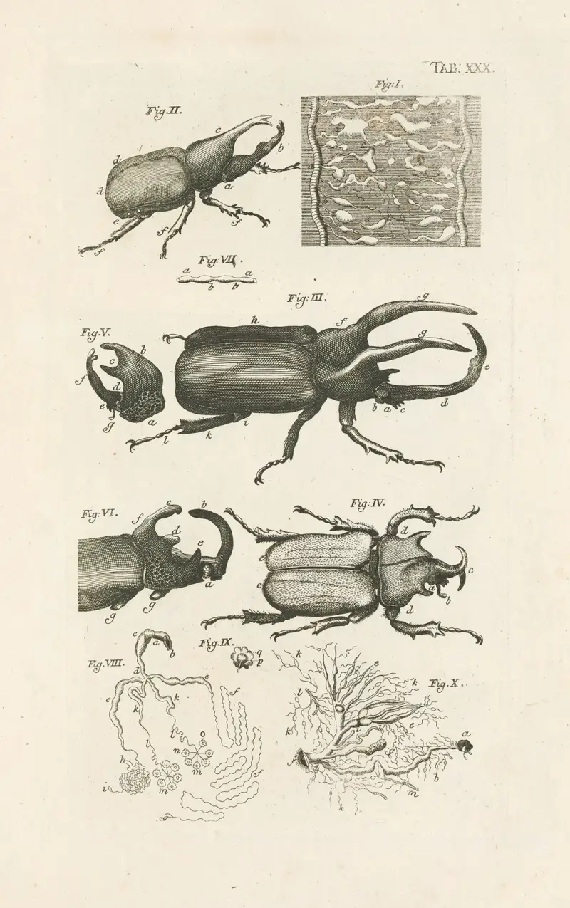 Naturens bok, eller, Insekternas historia Pl.30 av Jan Swammerdam