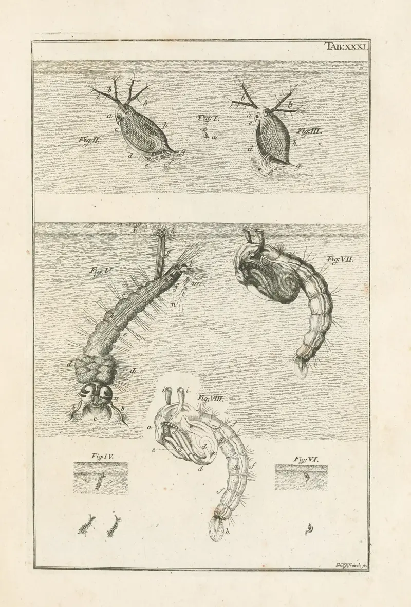 The book of nature, or, The history of insects Pl.31 av Jan Swammerdam