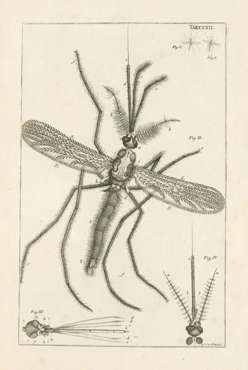 The book of nature, or, The history of insects Pl.32 av Jan Swammerdam