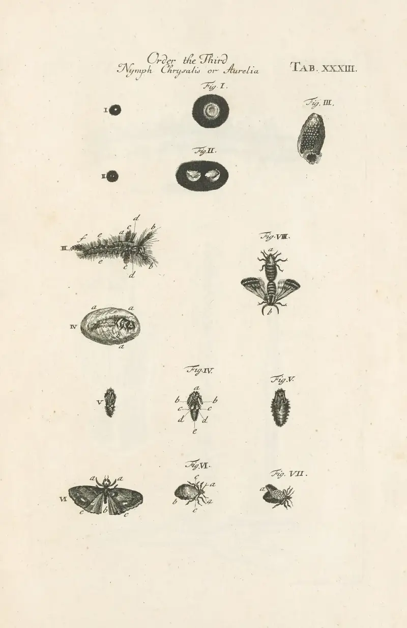 The book of nature, or, The history of insects Pl.33 av Jan Swammerdam