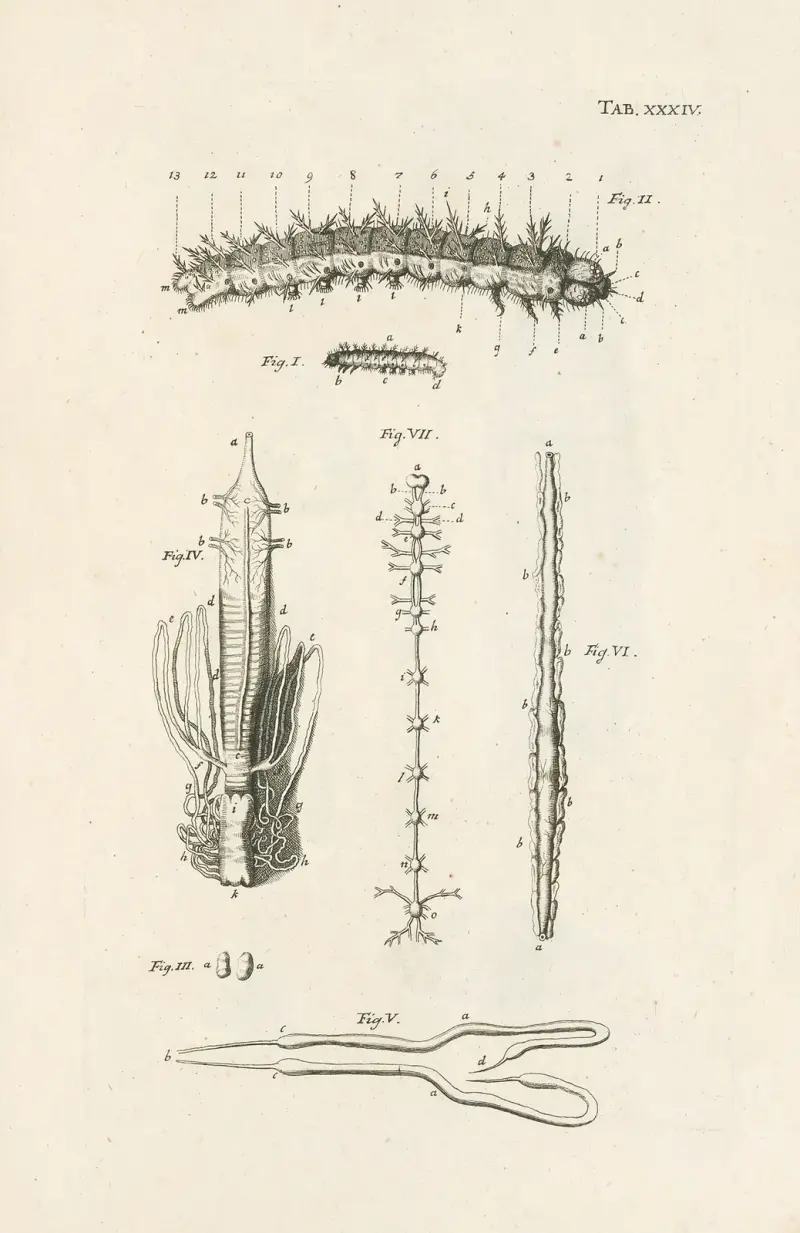 The book of nature, or, The history of insects Pl.34 av Jan Swammerdam