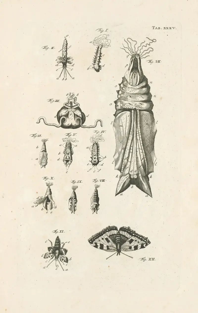 The book of nature, or, The history of insects Pl.35 av Jan Swammerdam