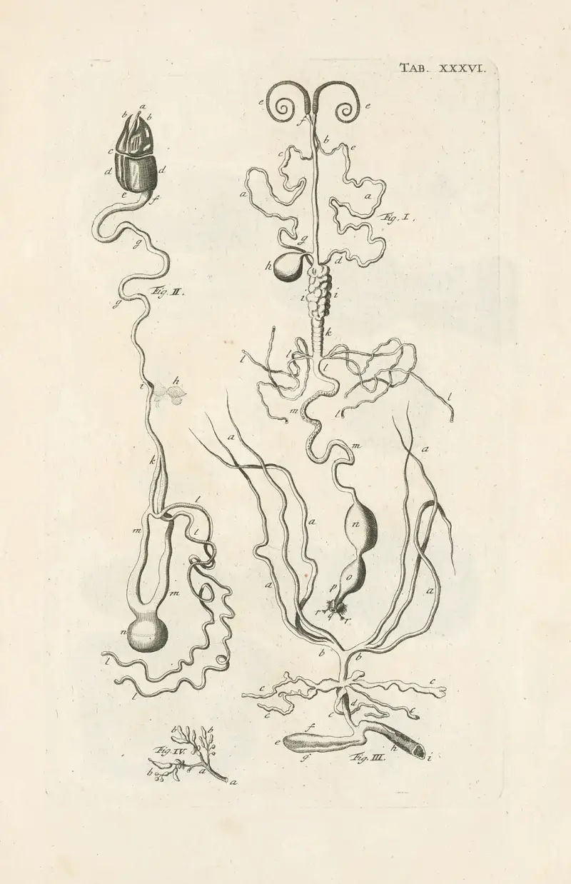 The book of nature, or, The history of insects Pl.36 av Jan Swammerdam