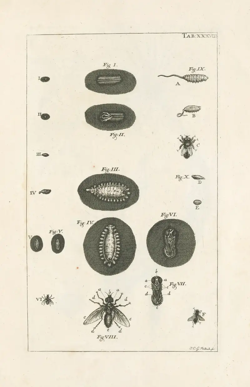 The book of nature, or, The history of insects Pl.38 av Jan Swammerdam
