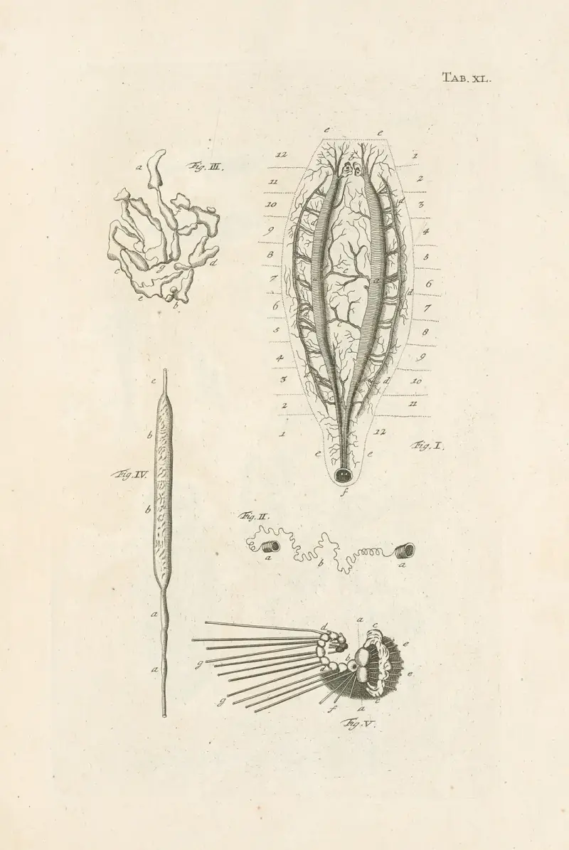 The book of nature, or, The history of insects Pl.40 av Jan Swammerdam