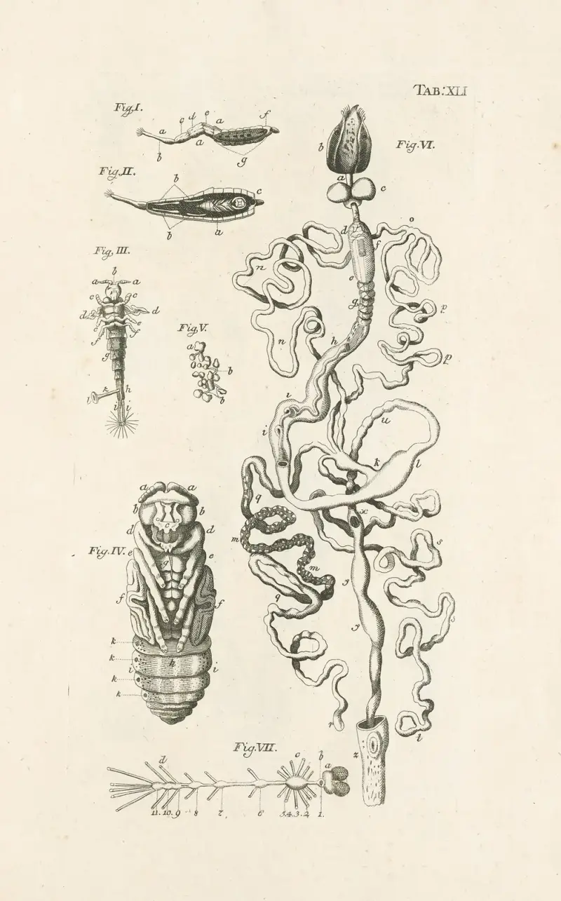 Naturens bok, eller, Insekternas historia Pl.41 av Jan Swammerdam