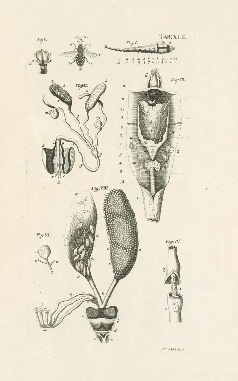 The book of nature, or, The history of insects Pl.42 av Jan Swammerdam