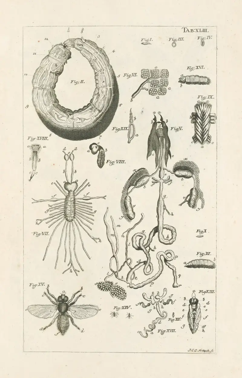 The book of nature, or, The history of insects Pl.43 av Jan Swammerdam