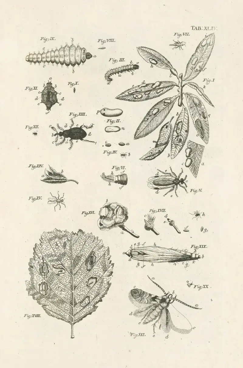 The book of nature, or, The history of insects Pl.44 av Jan Swammerdam